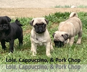 Pug Puppy for Sale in THE PLAINS, Virginia USA