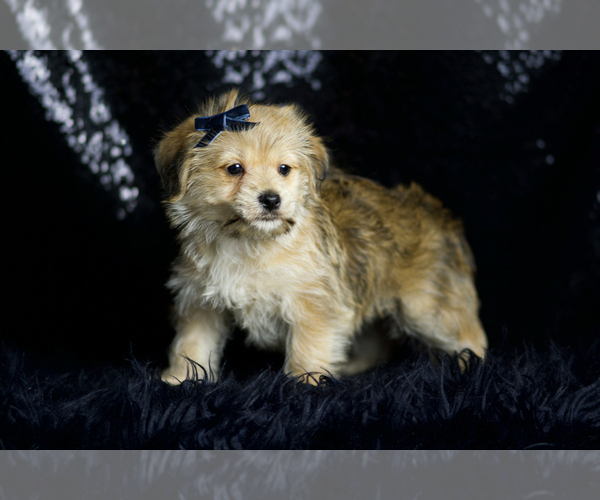 Medium Photo #6 Morkie Puppy For Sale in WARSAW, IN, USA