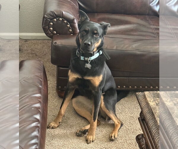 Medium Photo #1 German Shepherd Dog-Unknown Mix Puppy For Sale in Lakewood, CO, USA