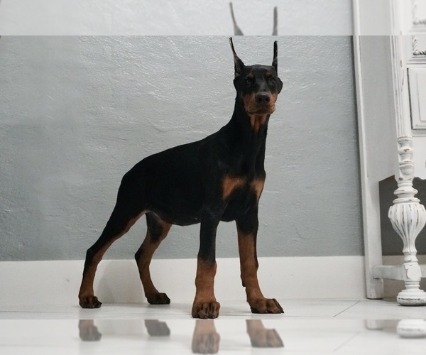 Medium Photo #15 Doberman Pinscher Puppy For Sale in WARSAW, IN, USA