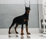 Small #14 Doberman Pinscher