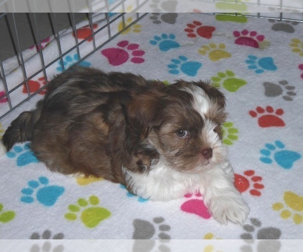 Medium Photo #7 Shorkie Tzu Puppy For Sale in ORO VALLEY, AZ, USA