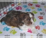 Small Photo #7 Shorkie Tzu Puppy For Sale in ORO VALLEY, AZ, USA