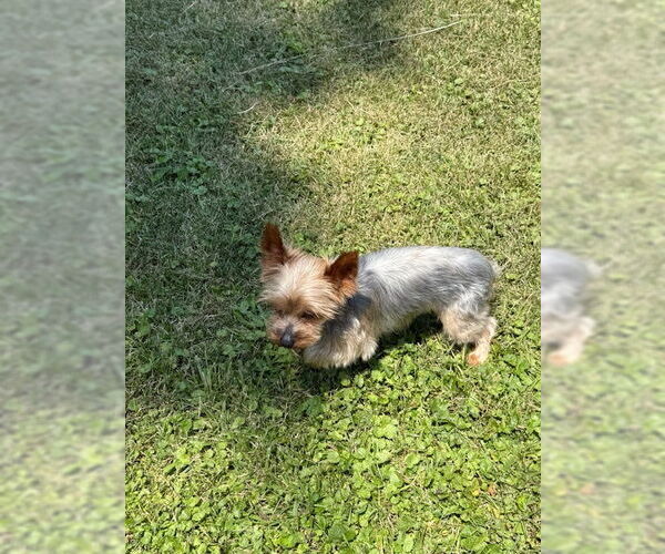 Medium Photo #4 Mutt Puppy For Sale in Wheaton, IL, USA