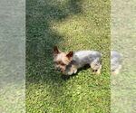 Small #3 Mutt