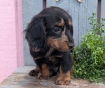 Small #5 Dachshund