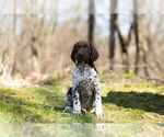 Small Photo #2 German Shorthaired Pointer Puppy For Sale in BRISTOL, IN, USA