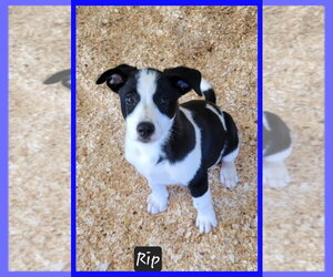 Australian Kelpie-Unknown Mix Dogs for adoption in Granbury, TX, USA