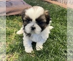 Small #4 Shih Tzu