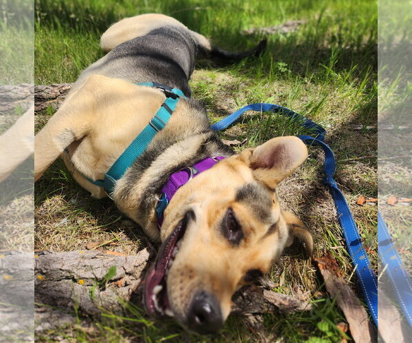 Medium Photo #5 Mutt Puppy For Sale in Fargo, ND, USA