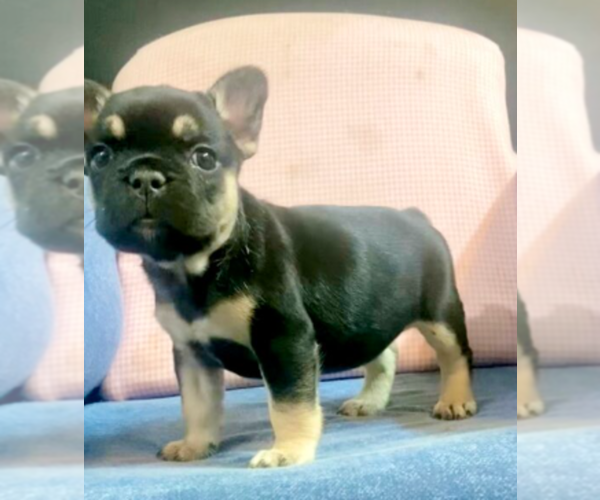 Medium Photo #4 French Bulldog Puppy For Sale in LONG BEACH, CA, USA