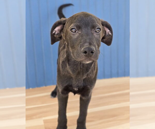 Medium Photo #7 Labrador Retriever-Unknown Mix Puppy For Sale in Lakewood, CO, USA