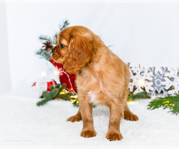 Medium Photo #6 Cavalier King Charles Spaniel Puppy For Sale in WAKARUSA, IN, USA