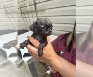 Chug Puppy for sale in JOHNSTOWN, PA, USA
