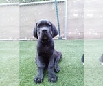 Small #12 Cane Corso