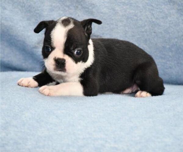 Medium Photo #9 Boston Terrier Puppy For Sale in HOMINY, OK, USA