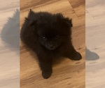 Small #1 Pomeranian