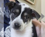 Small #1 Labrador Retriever Mix