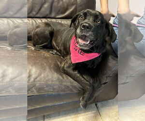 Mastiff Dogs for adoption in Goodyear, AZ, USA