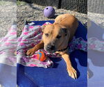 Small #6 Catahoula Leopard Dog Mix