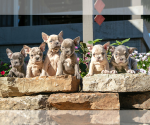 French Bulldog Litter for sale in NEW CONCORD, OH, USA