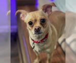 Small Chihuahua