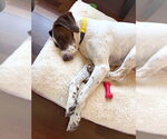 Small #2 German Shorthaired Pointer