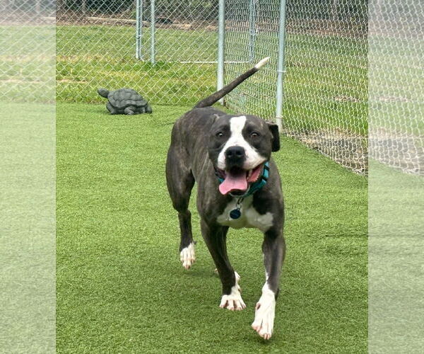 Medium Photo #2 Mutt Puppy For Sale in Shreveport, LA, USA