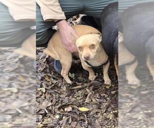 Chihuahua Dogs for adoption in San Antonio, TX, USA