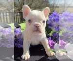 Small #2 French Bulldog