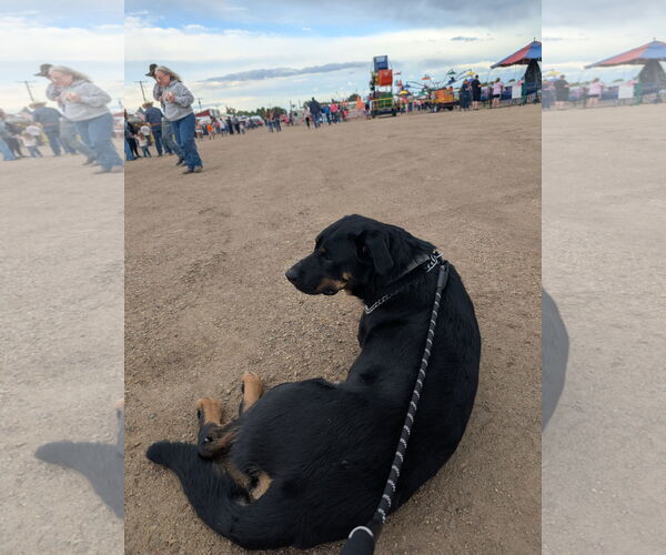Medium Photo #2 Rottweiler-Unknown Mix Puppy For Sale in Chinook, MT, USA