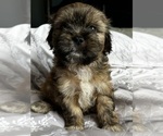 Puppy Puppy 1 Mal-Shi