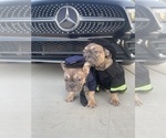 Small #11 French Bulldog