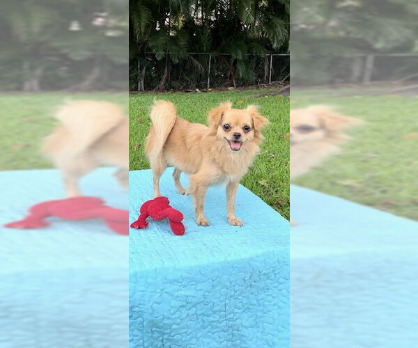 Medium Photo #3 Shiranian Puppy For Sale in Weston, FL, USA