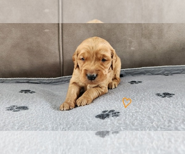 Medium Photo #4 Golden Retriever Puppy For Sale in THOMASTON, ME, USA