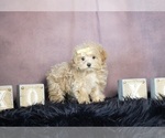 Small Photo #2 Maltipoo Puppy For Sale in WARSAW, IN, USA