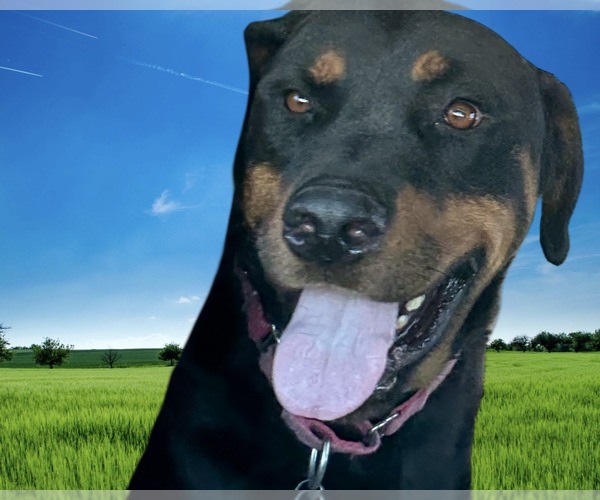 Medium Photo #2 Rottweiler Puppy For Sale in Gilbert, AZ, USA