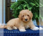 Small #2 Cavapoo