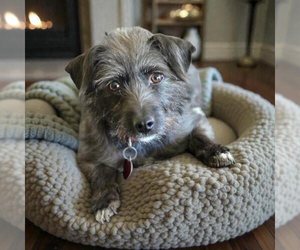 Medium Photo #9 Mutt Puppy For Sale in San Diego, CA, USA