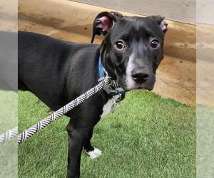 Mutt Dogs for adoption in San Diego, CA, USA