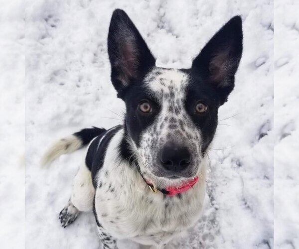 Medium Photo #6 Mutt Puppy For Sale in Lewistown, PA, USA