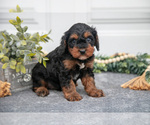 Small Photo #12 Cavapoo (Miniature) Puppy For Sale in SHILOH, OH, USA