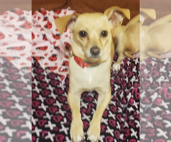 Medium Photo #1 Chihuahua-Unknown Mix Puppy For Sale in Missouri City, TX, USA