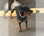 Small #9 Rottweiler