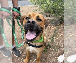 Labrottie Dogs for adoption in Santa Barbara, CA, USA