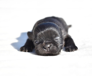 Shih Tzu Puppy for sale in PALM COAST, FL, USA