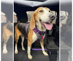 Small #5 Coonhound