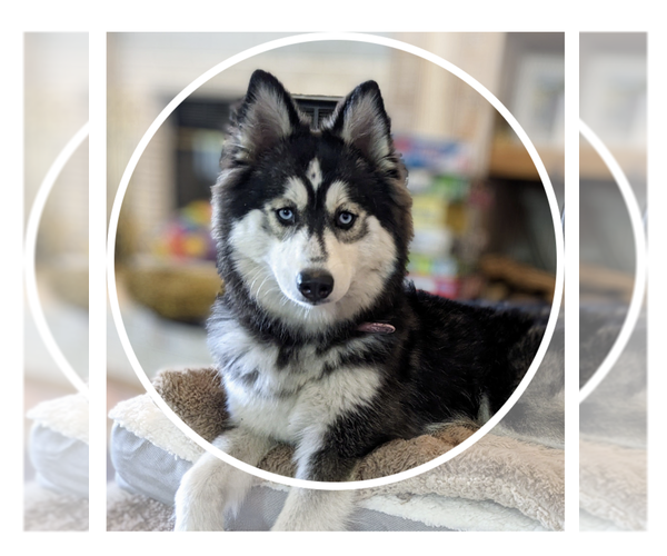 Medium Photo #1 Pomsky Puppy For Sale in SPRING HILL, FL, USA
