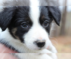 Border Collie Puppy for sale in PEPPERELL, MA, USA