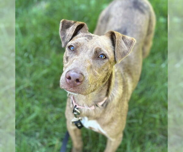 Medium Photo #5 Catahoula Leopard Dog-Unknown Mix Puppy For Sale in Boston, MA, USA